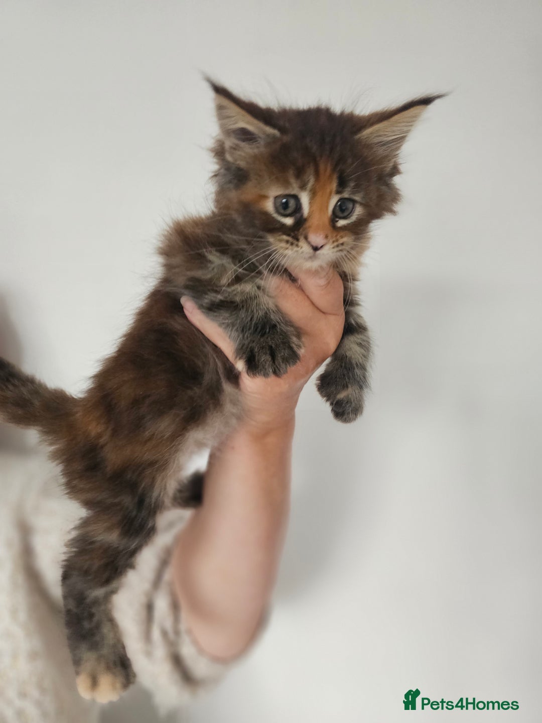 Maine Coon cats for sale:  TICA Maine coon kittens ready to leave - Advert 12