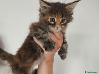 Maine Coon cats - Advert 21