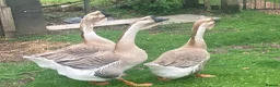 Geese poultry for sale: African geese in Carlisle - Advert 2