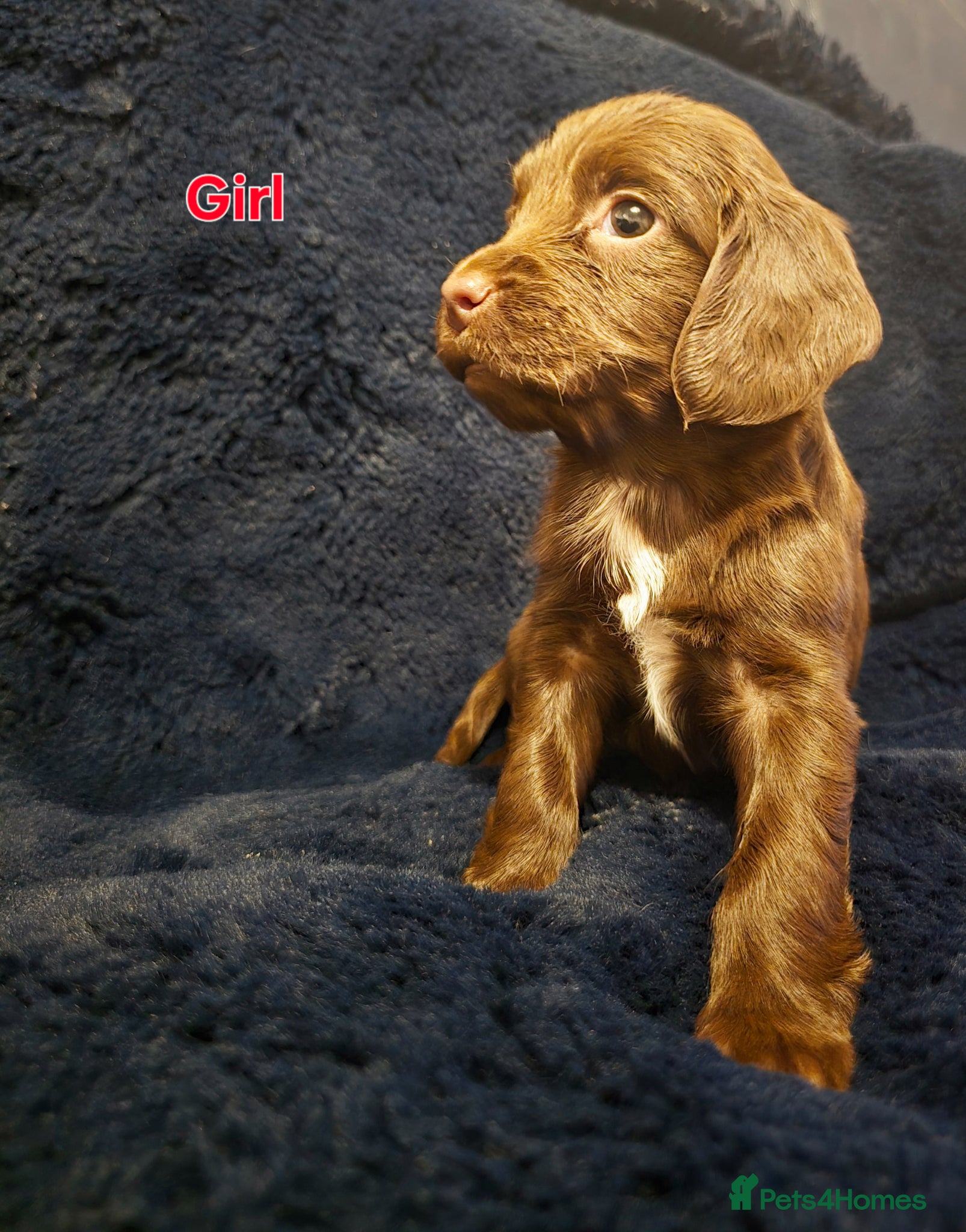 Sprocker dogs Beautiful sprocker puppies  - Advert 1