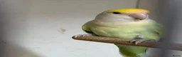 Lovebirds birds for sale: Peach faced lovebirds - Advert 2
