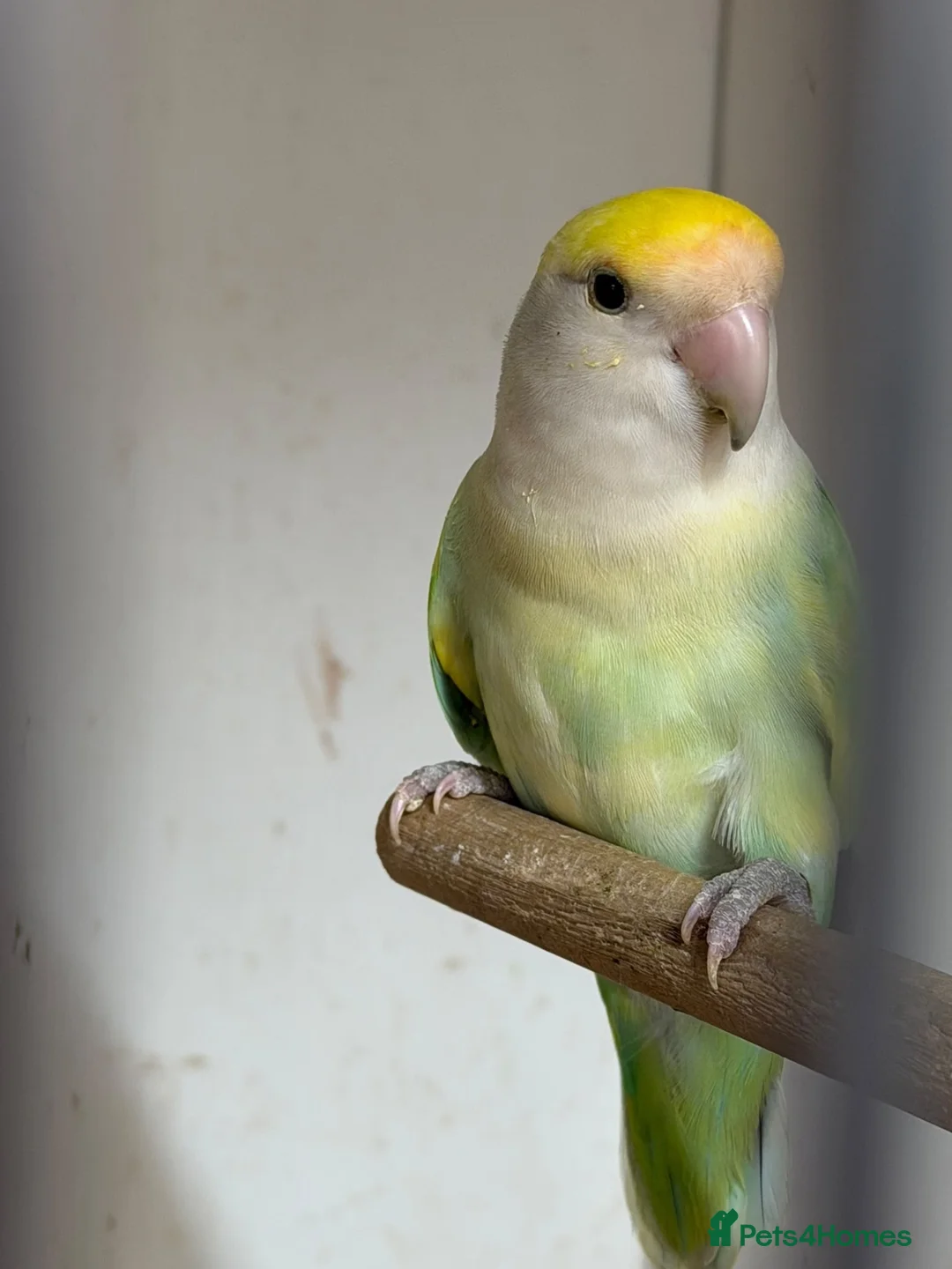 Lovebirds birds for sale: Peach faced lovebirds - Advert 2