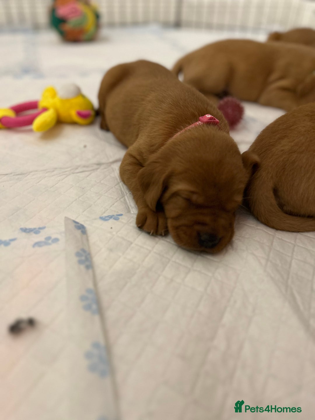 Labrador Retriever dogs for sale: Fox red labrador pups Glasgow  - Advert 20