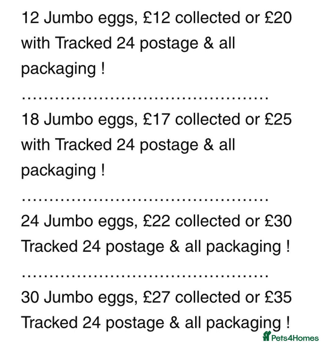 Quail poultry for sale: QUAIL HATCHING EGGS/JULY 28TH ! in Warminster - Image 34