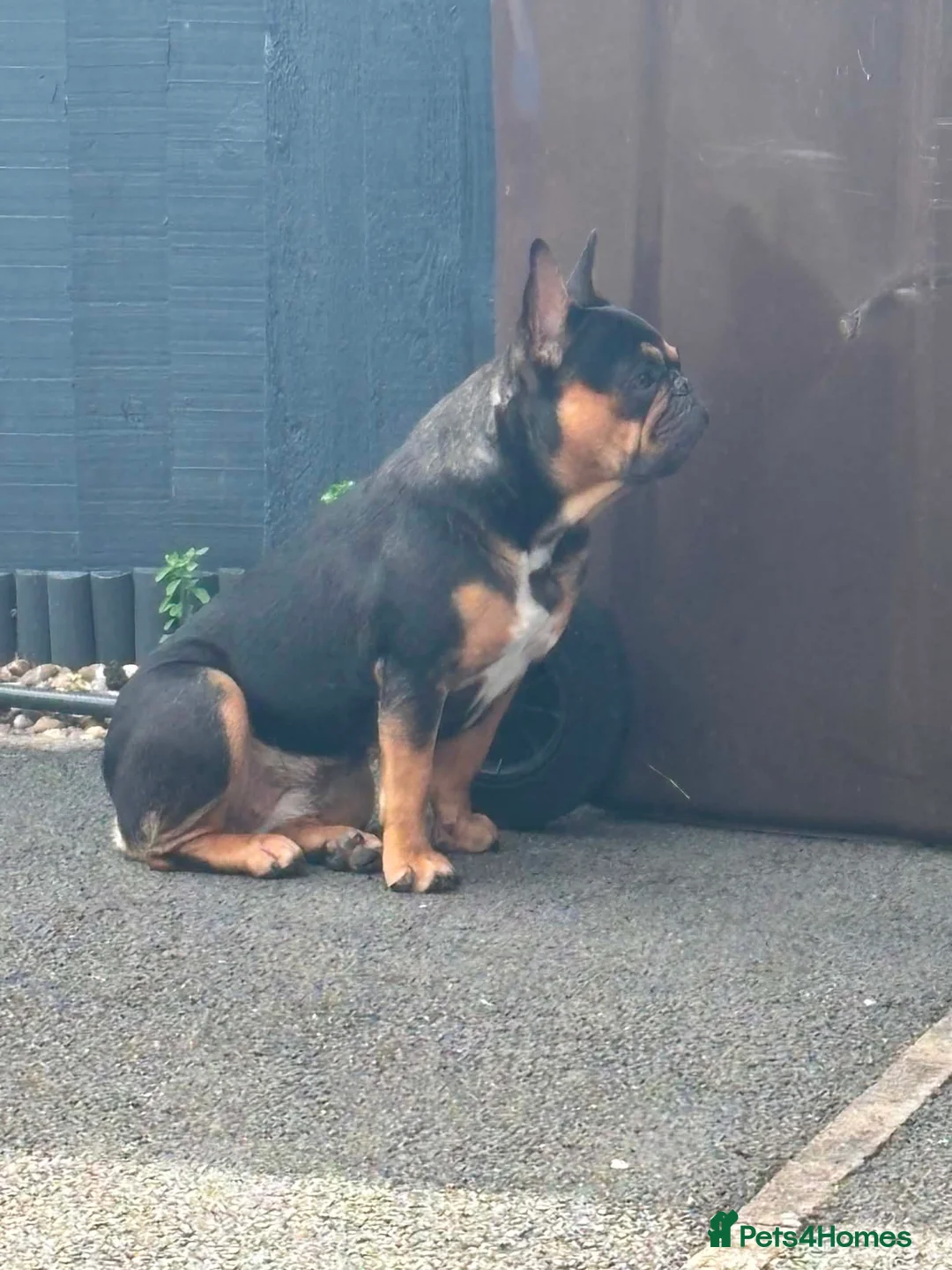 French Bulldog dogs for sale: Nova - French Bulldog looking for her forever home in Derby - Advert 2