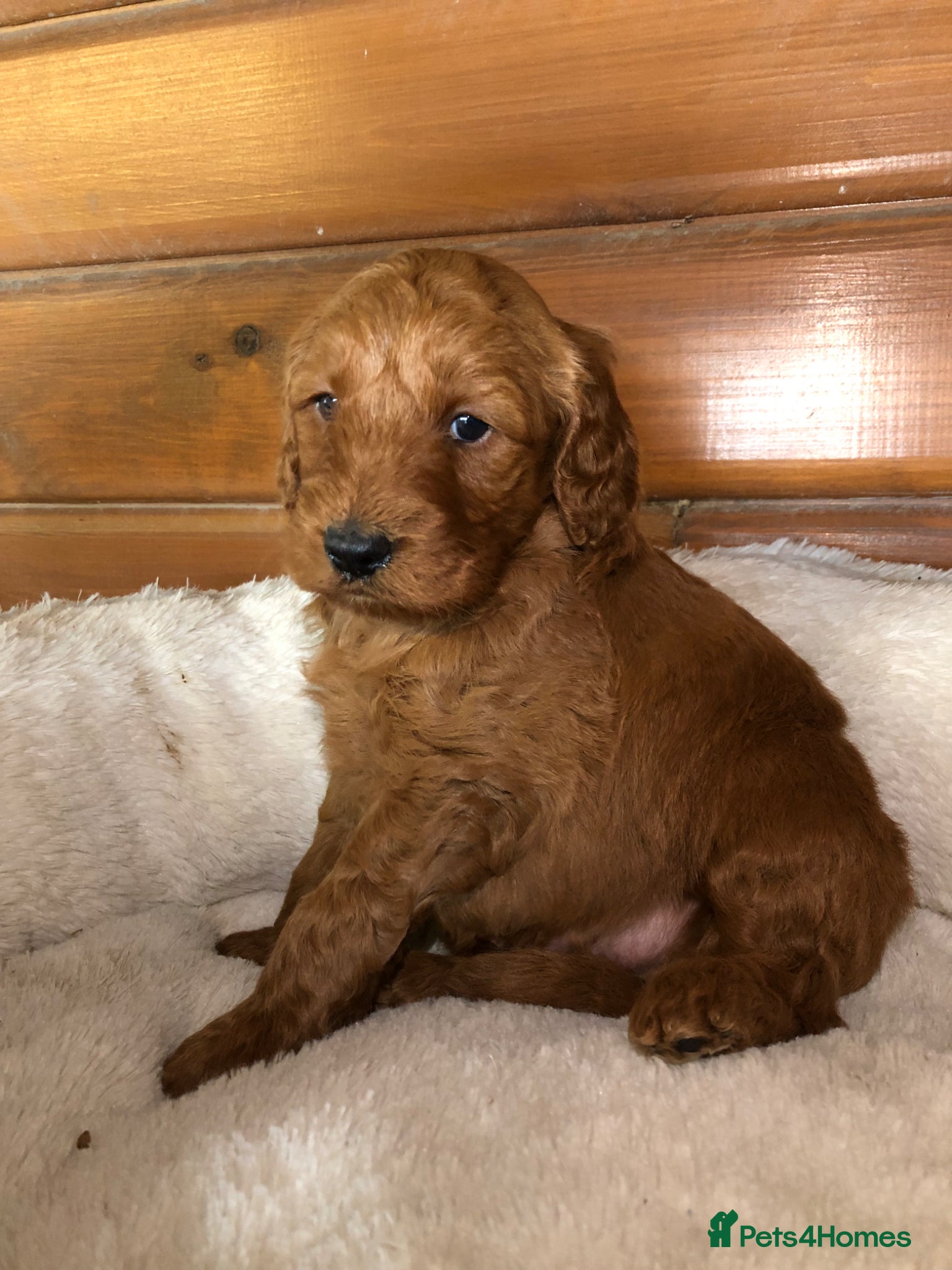 Cockapoo dogs F1B Cockapoo Puppies - Advert 2