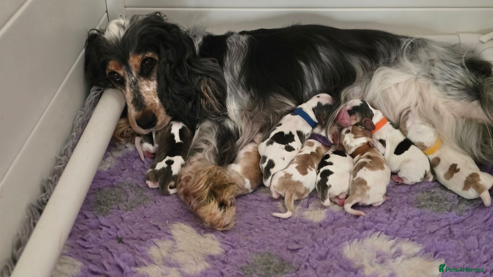 Cocker Spaniel dogs KC Reg Show Cocker Spaniel Sable Puppies - Advert 1