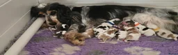 Cocker Spaniel dogs for sale: KC Reg Show Cocker Spaniel Sable Puppies - Advert 1
