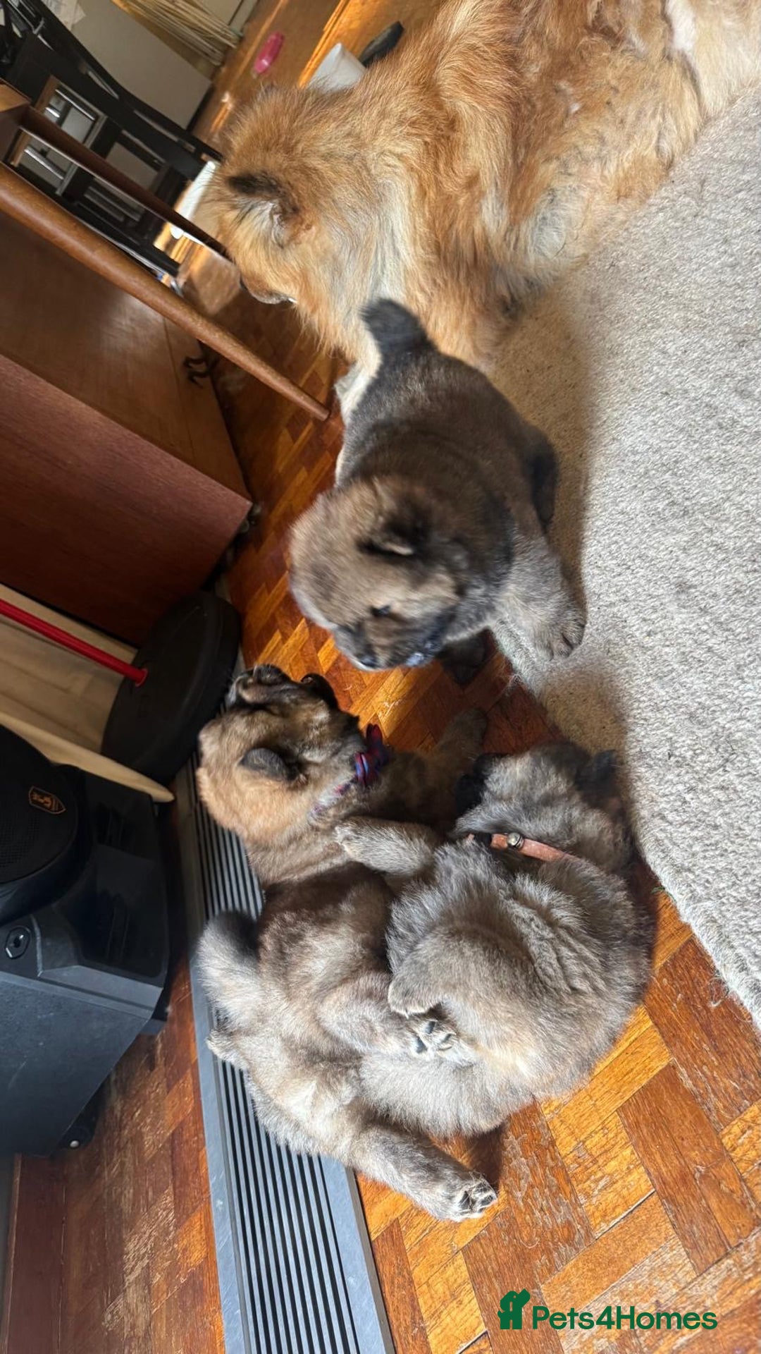 Chow Chow dogs for sale: Puppies looking for new home - Image 3