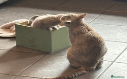 British Shorthair cats for sale: British shorthair kittens  - Image 6