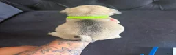 Pug dogs for sale: Pug Puppies - Advert 5