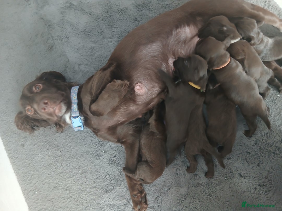 Sprocker dogs for sale: Sprocker puppies  - Image 8