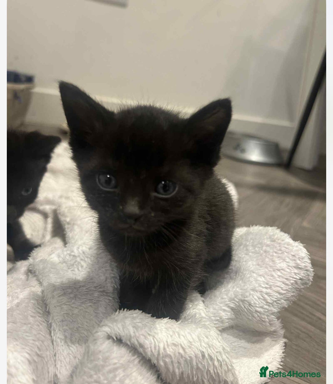 Savannah cats for sale: 2 black smoke Savanna's left f3 need a home asap  - Advert 4