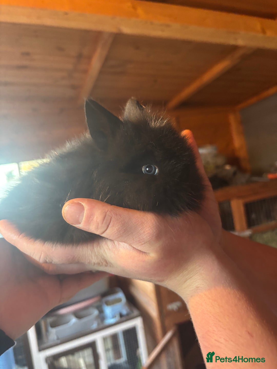 Lionhead rabbits for sale: Lion head bunnies available 🐰 - Advert 18