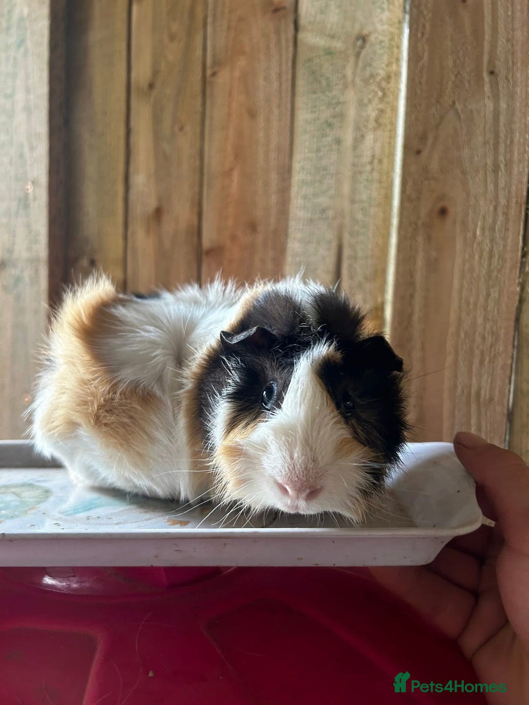 Guinea Pig rodents for sale: Guinea pigs / rescued guinea pigs - Advert 1