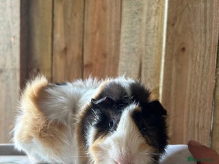 Guinea Pig rodents Guinea pigs / rescued guinea pigs - Advert 1