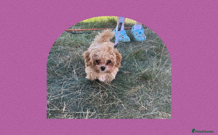 Maltipoo dogs - Advert 4