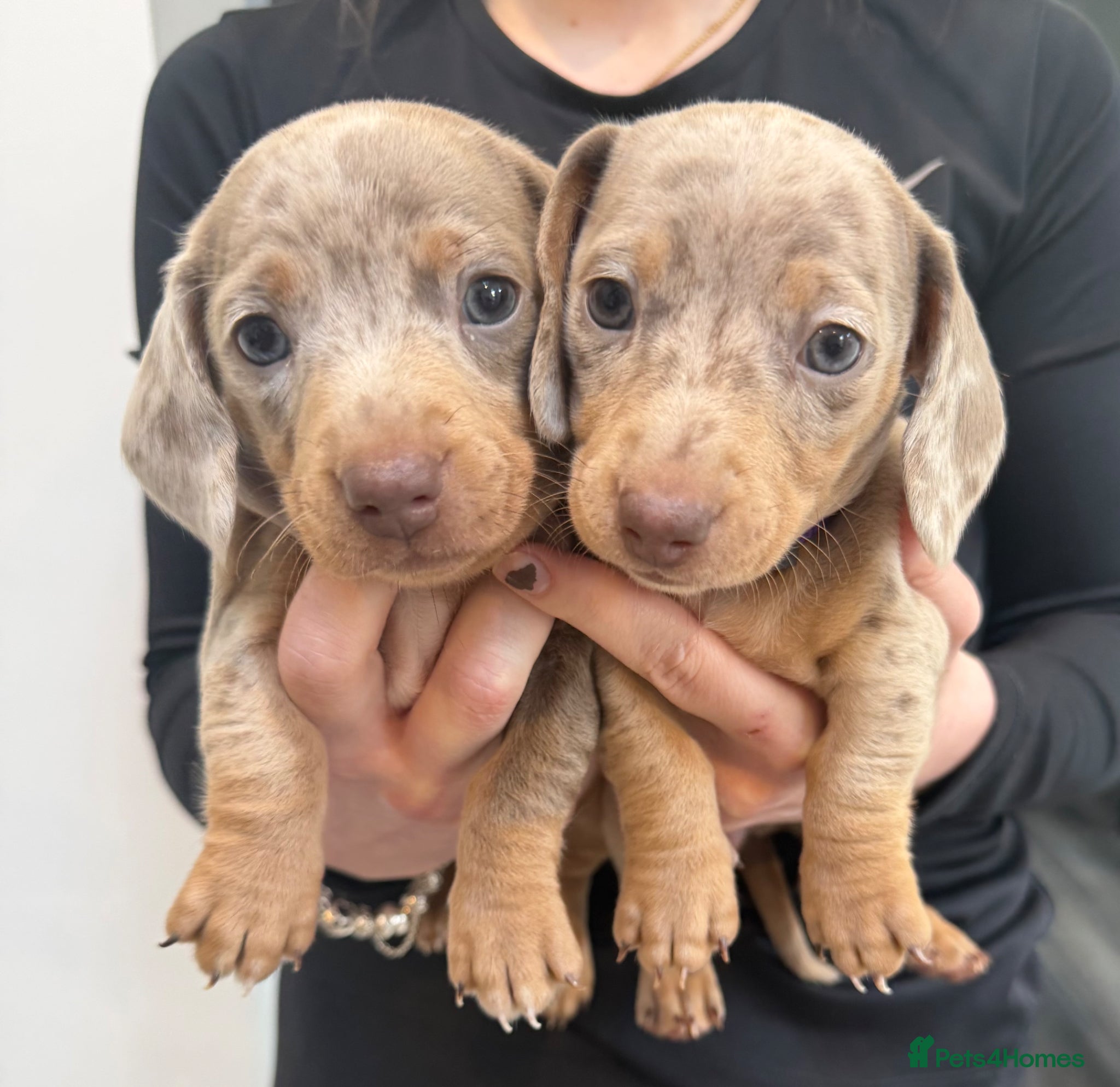 Miniature Dachshund dogs Champion Bloodline - Miniature Dachshund Puppies - Advert 5