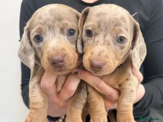 Miniature Dachshund dogs Champion Bloodline - Miniature Dachshund Puppies - Advert 5