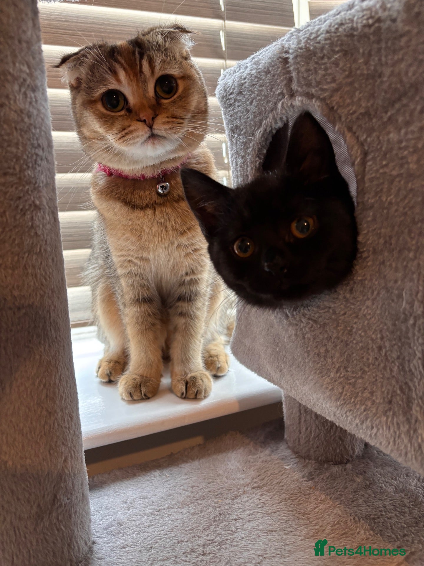 Scottish Fold cats Scottish Fold Kittens - Advert 2