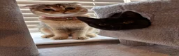 Scottish Fold cats for sale: Scottish Fold Kittens - Advert 1