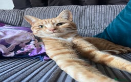 Mixed Breed cats for sale: Male ginger cat  - Image 8