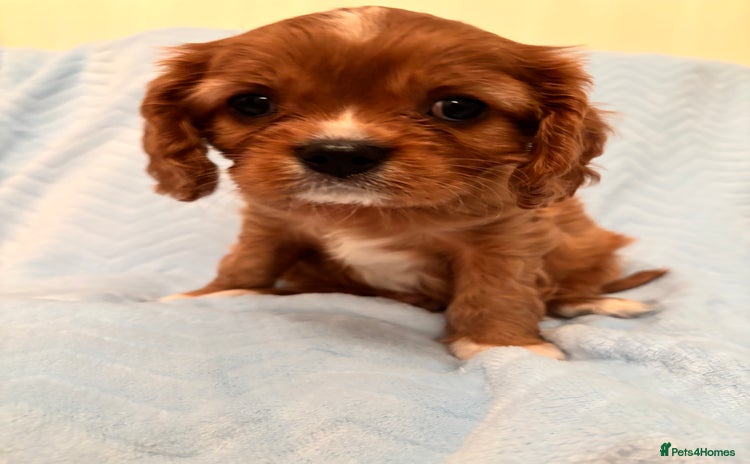 Cavalier King Charles Spaniel dogs - Advert 5