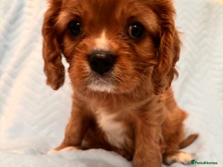 Cavalier King Charles Spaniel dogs - Advert 4