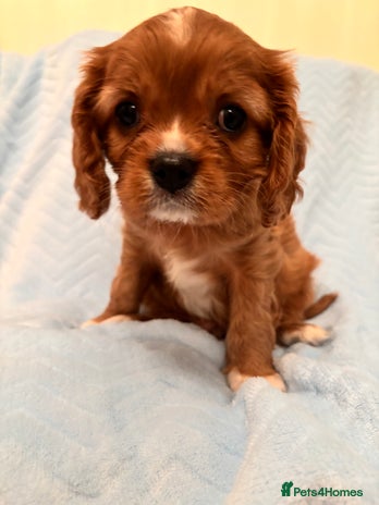 Cavalier King Charles Spaniel dogs - Advert 6