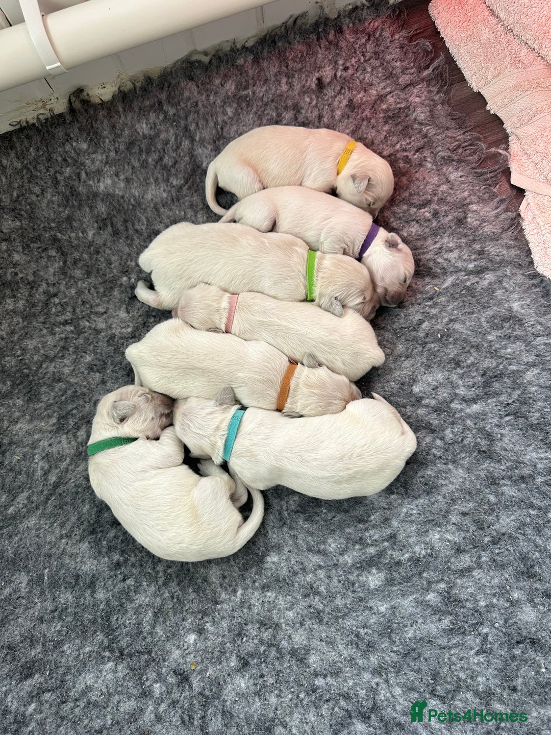 Golden Retriever dogs for sale: Beautiful kc reg cream golden retriever puppies - Advert 8