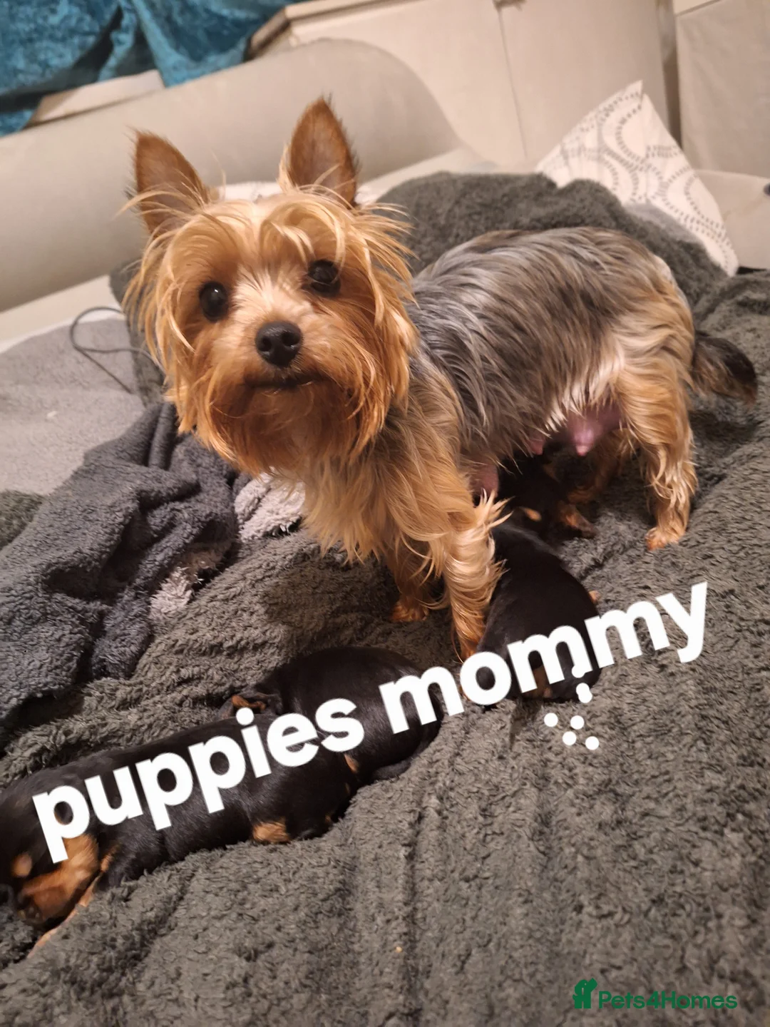Yorkshire Terrier dogs for sale:  😍 Yorkshire Terrier Puppies 😍  - Advert 7