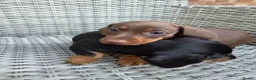 Miniature Dachshund dogs for sale: 2 female mintiure dachshund ready soon - Advert 3