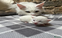Maine Coon cats for sale: Stunning TICA registered Maine coon kittens  - Image 10