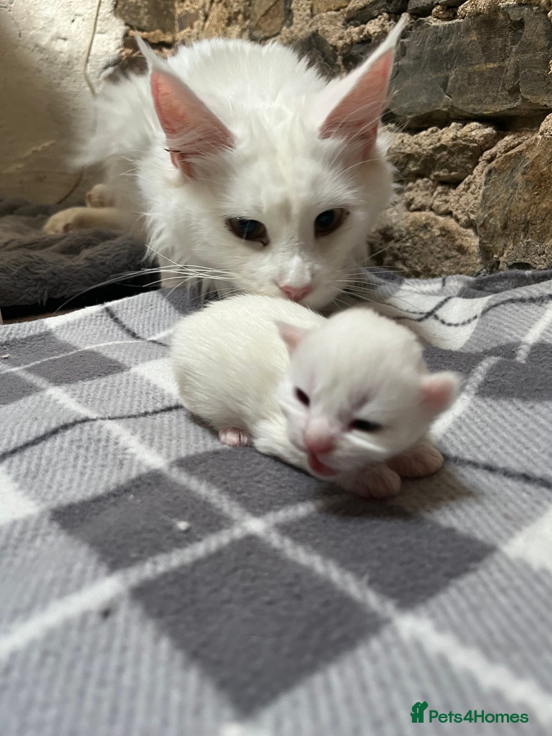 Maine Coon cats for sale: Stunning TICA registered Maine coon kittens  - Image 10