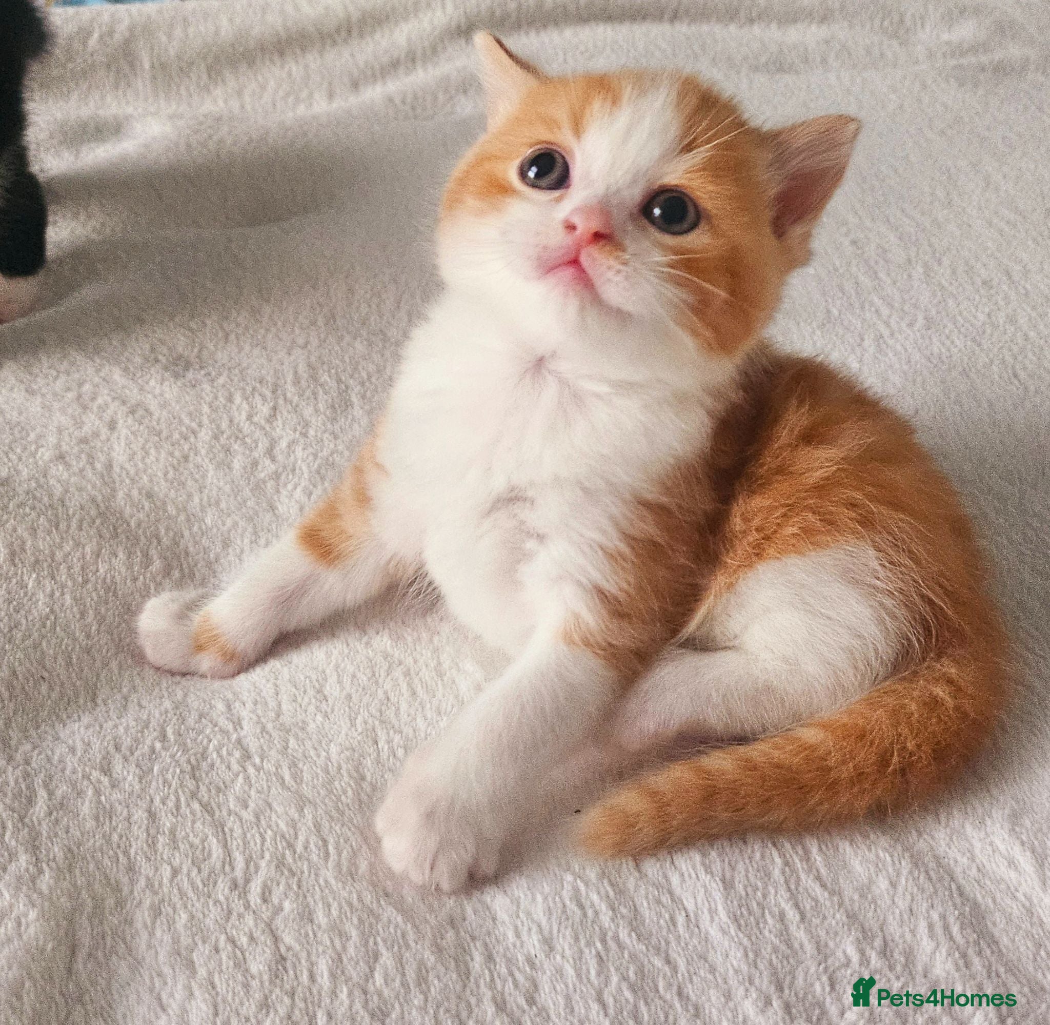 Selkirk Rex cats  Beautiful Home-Raised Selkirk Rex&BSH Kittens 😻 - Advert 3