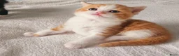 Selkirk Rex cats for sale:  Beautiful Home-Raised Selkirk Rex&BSH Kittens 😻 - Advert 16