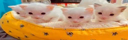 Ragdoll cats for sale: ragdoll kitten different eye colours  - Advert 6