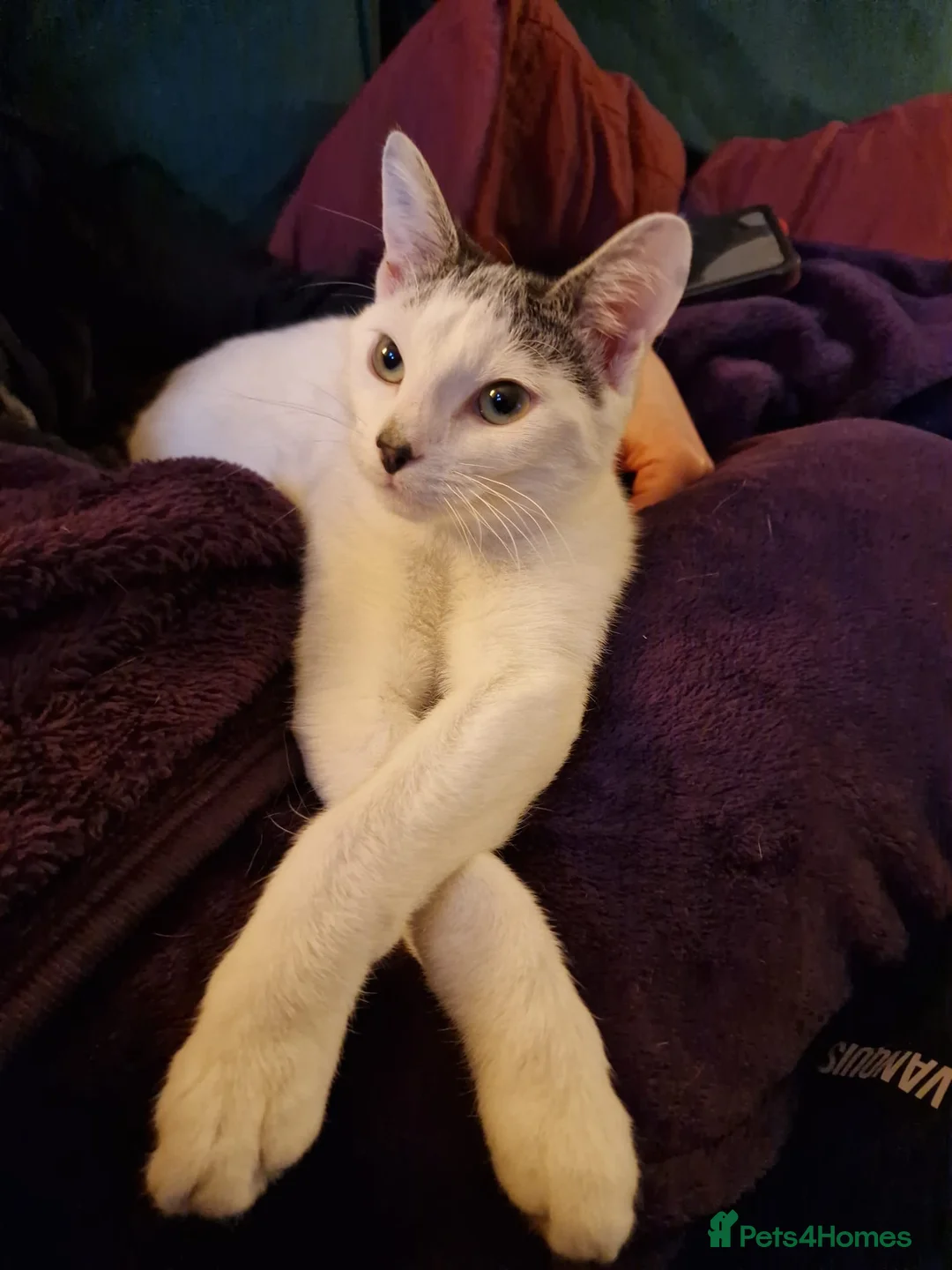 Domestic Shorthair cats for adoption: Patch, 6 month old male (neutered) kitten in Reading - Advert 2