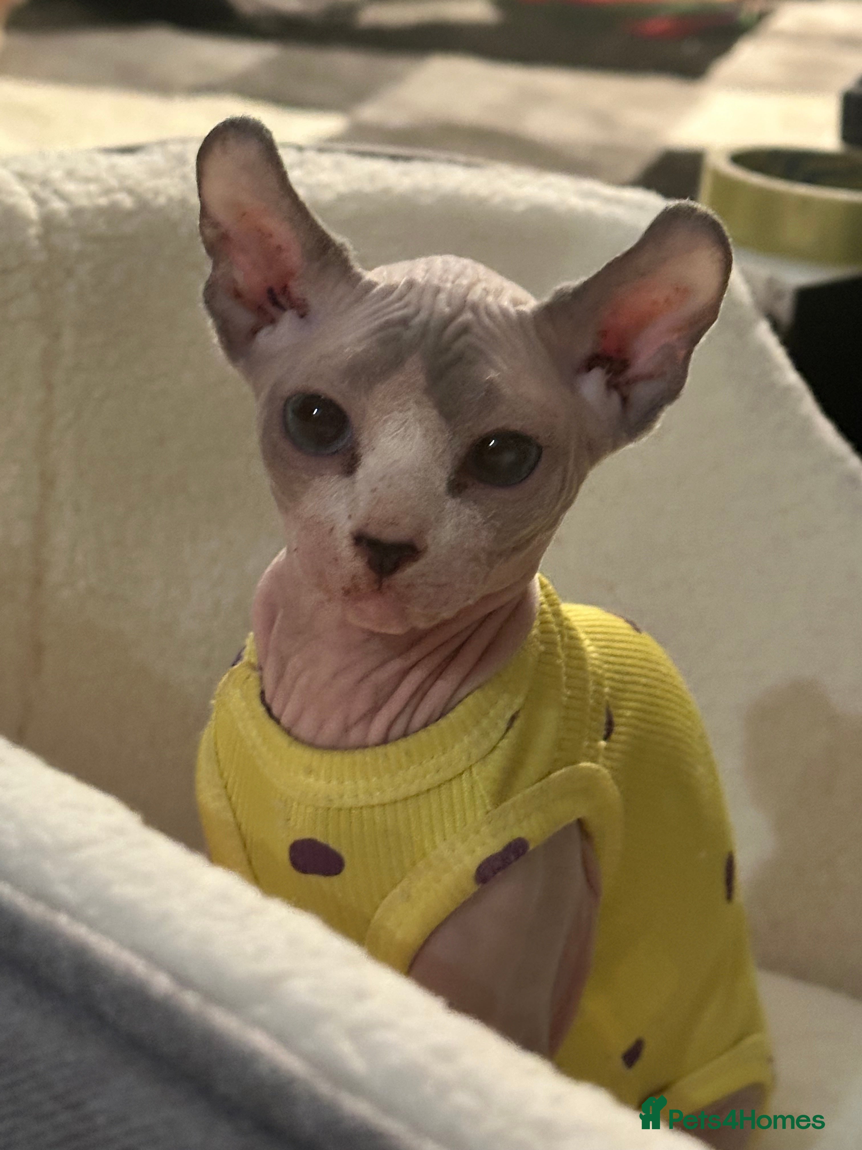 Sphynx cats Our final little prince searching for his new home - Advert 9