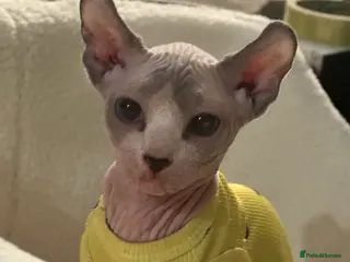 Sphynx cats Our final little prince searching for his new home - Advert 9