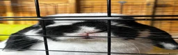 Mini Lop rabbits for sale: Mini lop rabbit  in Orpington - Advert 2