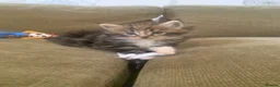 Maine Coon cats for sale: 3 Gorgeous Maine Coon x kittens - Advert 5