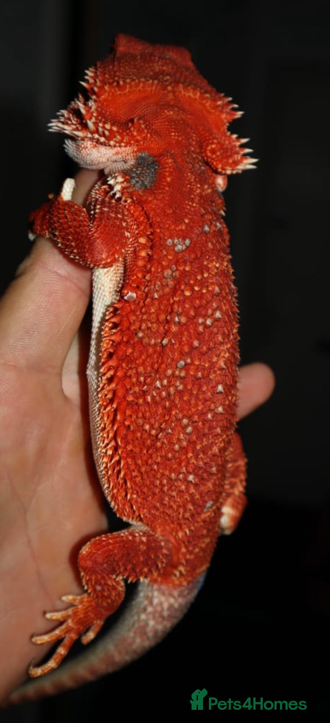 Bearded Dragon reptiles for sale: Red monster/Spanish red - Image 2
