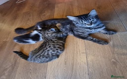 Mixed Breed cats for sale: mix litter Bengal and Norweign Forrest Kittens - Image 9