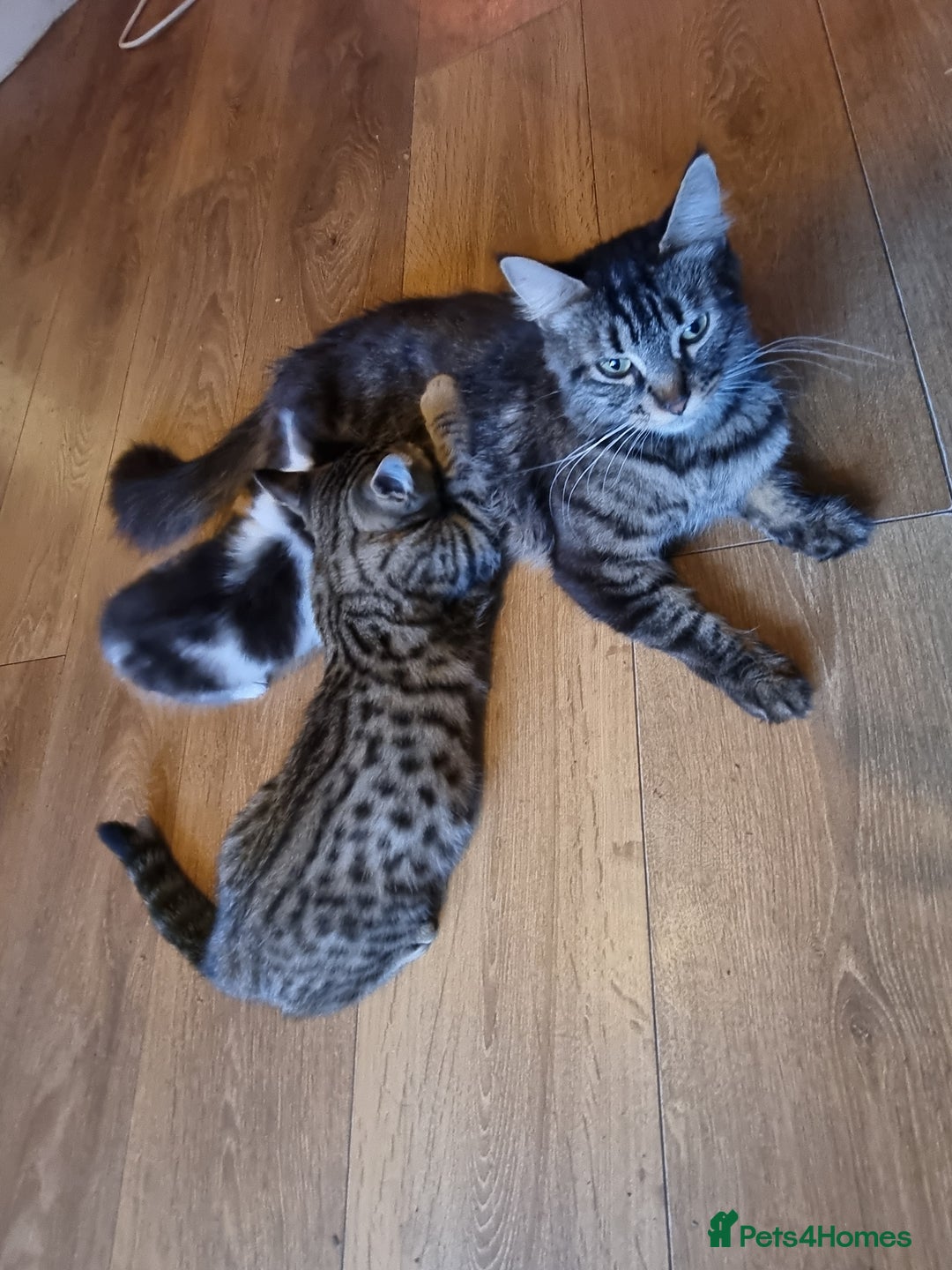Mixed Breed cats for sale: mix litter Bengal and Norweign Forrest Kittens - Image 9