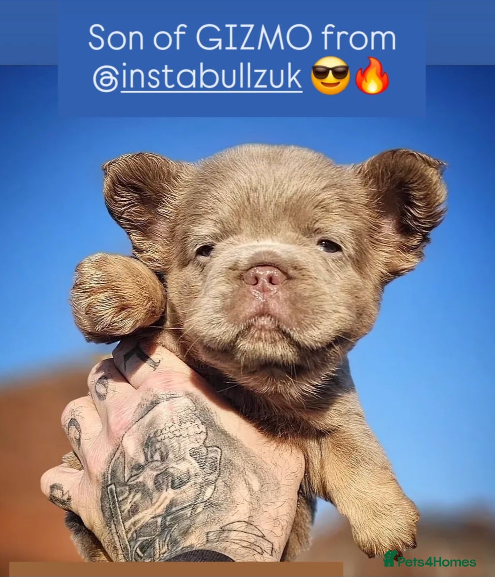 French Bulldog dogs Ready to leave French Bulldog Visual fluffies - Advert 18