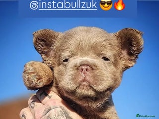 French Bulldog dogs Ready to leave French Bulldog Visual fluffies - Advert 18