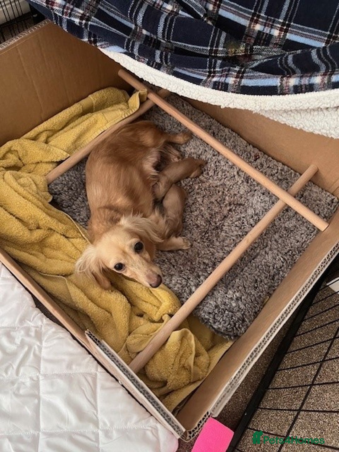 Miniature Dachshund dogs for sale: English Cream Miniature Dachshund Puppys - Image 4