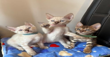Bengal cats - Advert 10