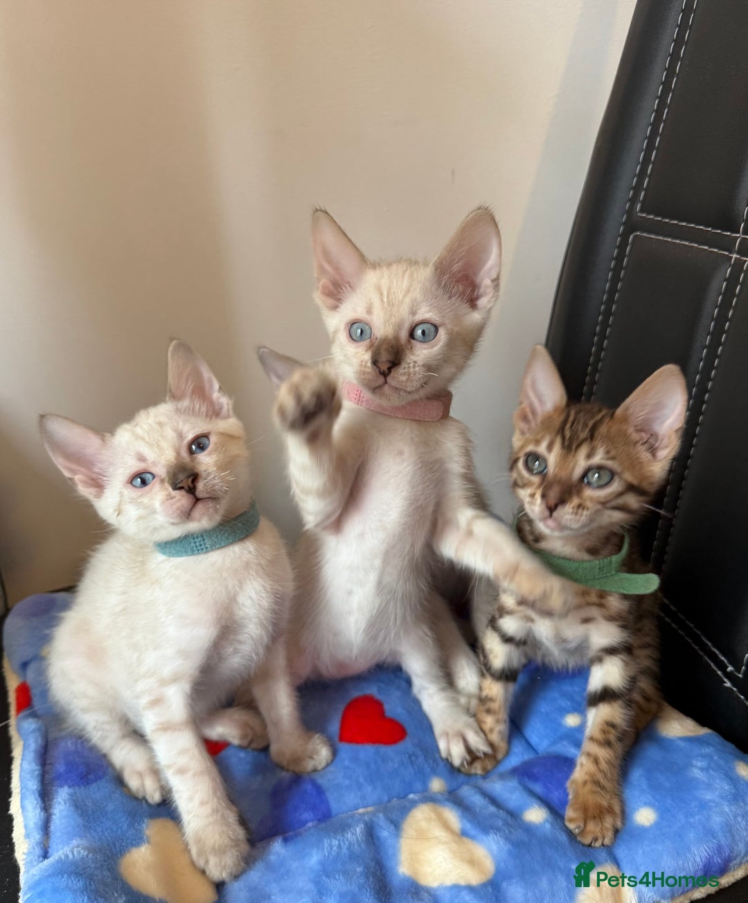 Bengal cats for sale: Pedigree Snow Bengal Kittens with TICA - Image 3